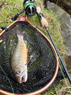 ブルックトラウトの釣果