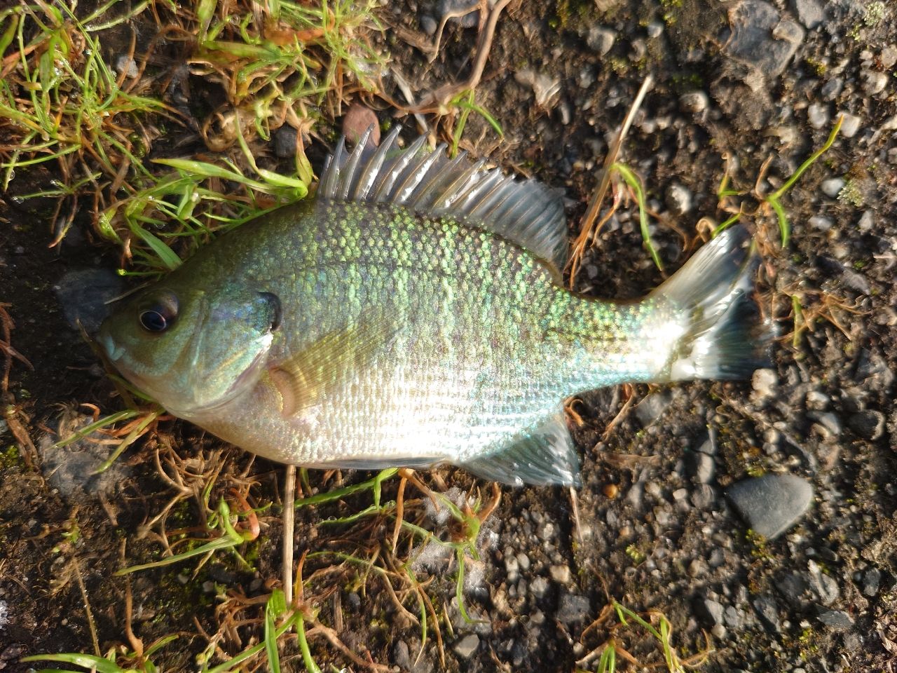 ブルーギル