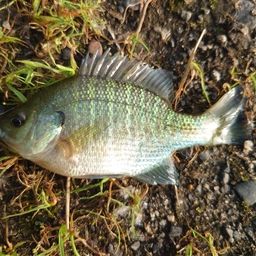 ブルーギル