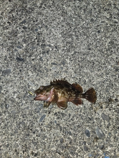 釣果