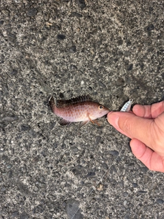 オオモンハタの釣果