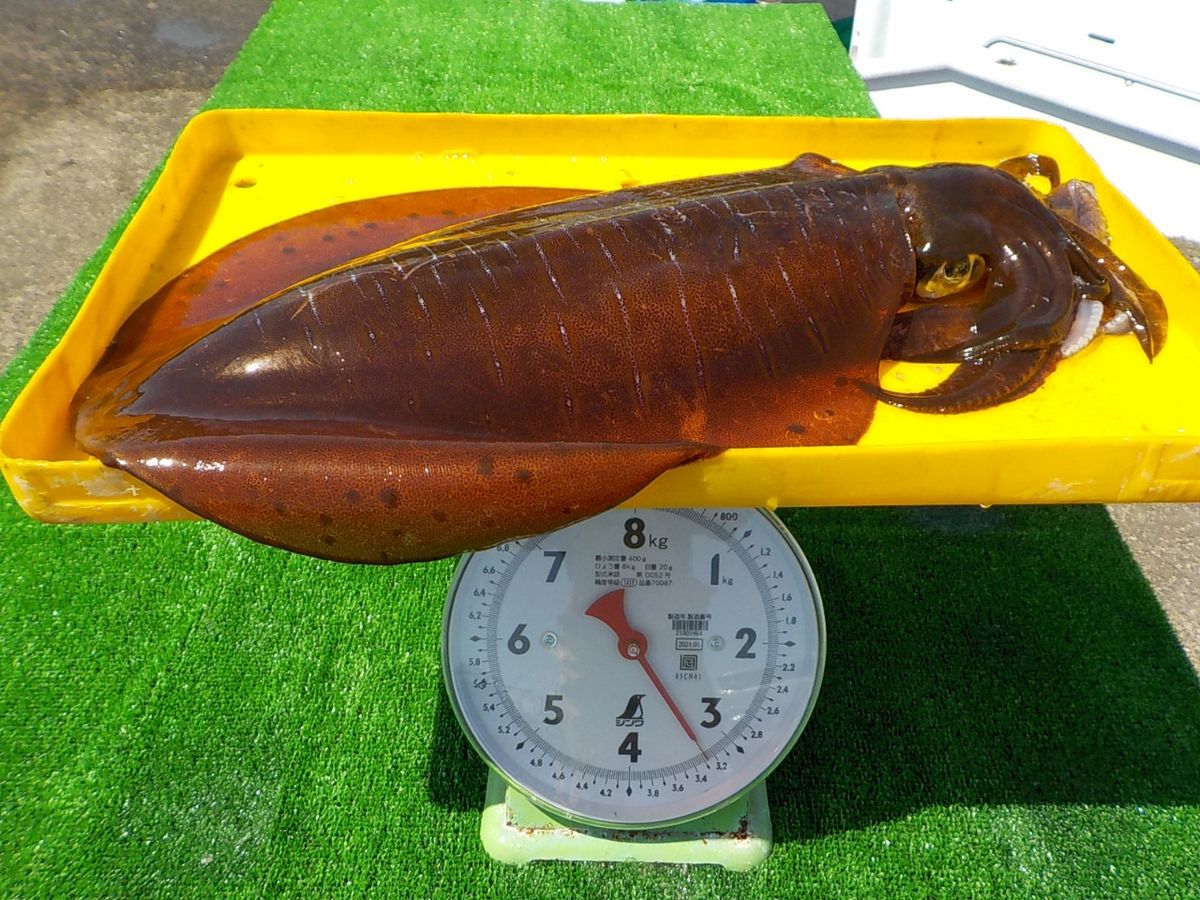 hirosi nadaさんの釣果 2枚目の画像