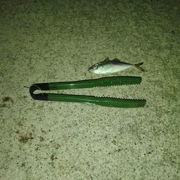 アジ