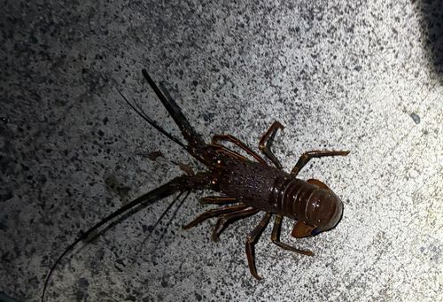 イセエビの釣果