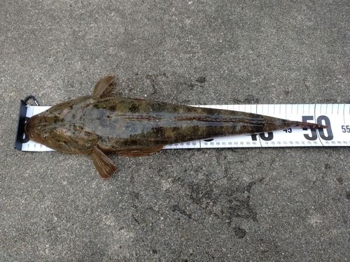 マゴチの釣果