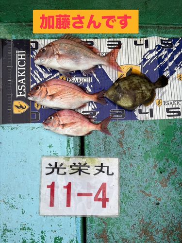 マダイの釣果