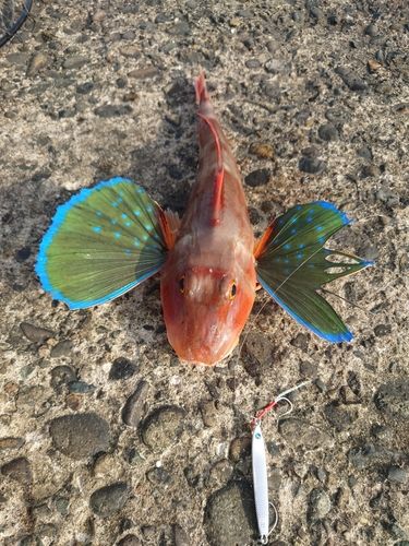 ホウボウの釣果