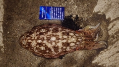 コウイカの釣果
