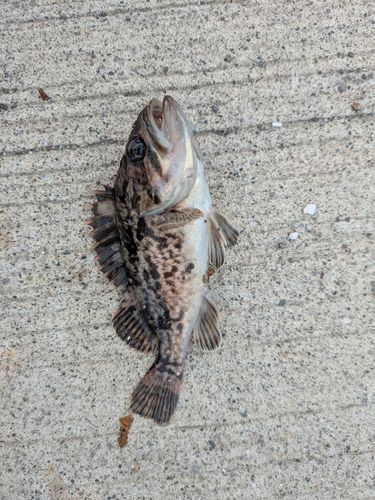 クロソイの釣果