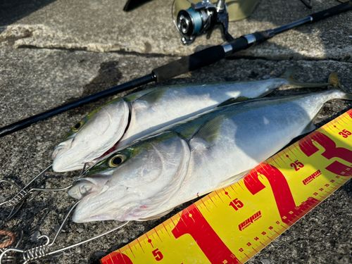 ハマチの釣果