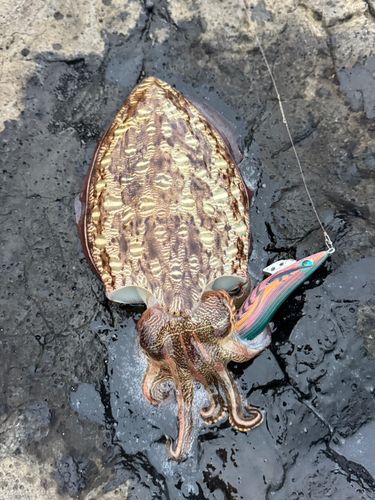 コウイカの釣果