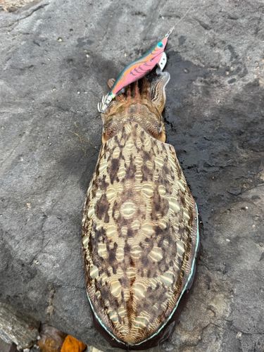 コウイカの釣果