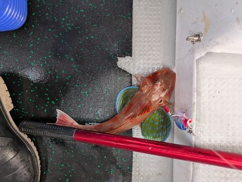 ホウボウの釣果