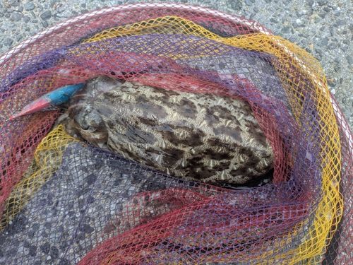 コウイカの釣果