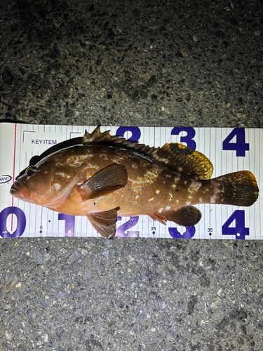 アコウの釣果