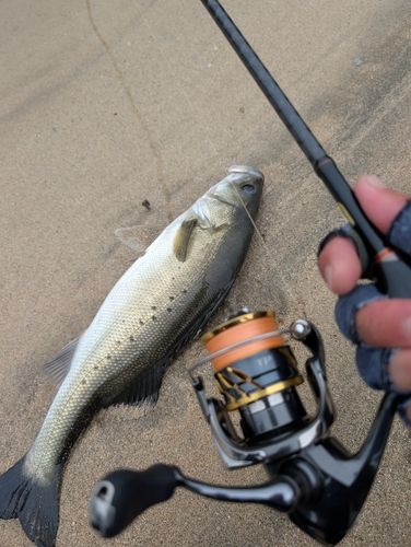 フッコ（タイリクスズキ）の釣果