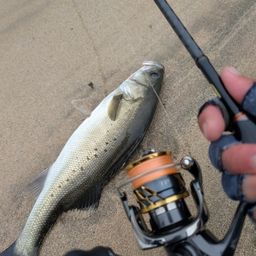 フッコ（タイリクスズキ）