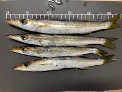 アカカマスの釣果