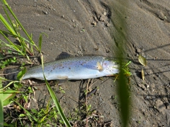 ニジマスの釣果