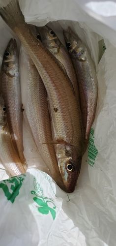 キスの釣果