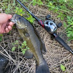 スモールマウスバス