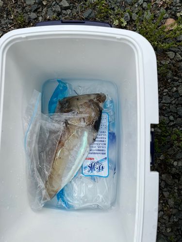 モンゴウイカの釣果