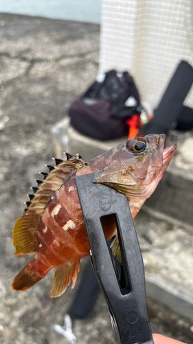 アカハタの釣果