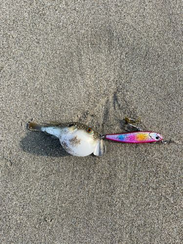フグの釣果