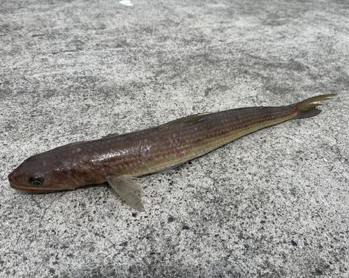 エソの釣果