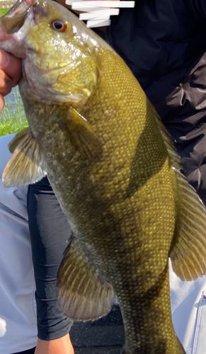 スモールマウスバスの釣果