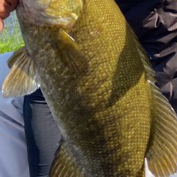 スモールマウスバス