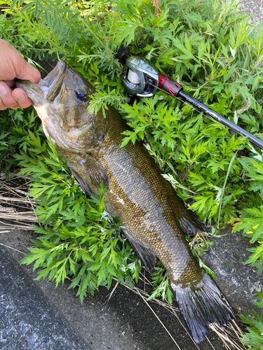 スモールマウスバスの釣果