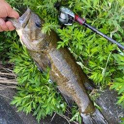 スモールマウスバス