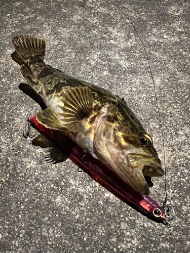 タケノコメバルの釣果