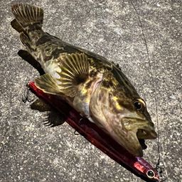 タケノコメバル