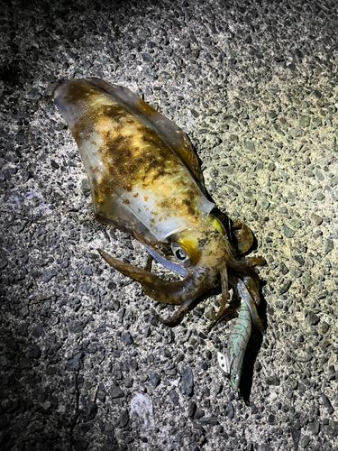 アオリイカの釣果