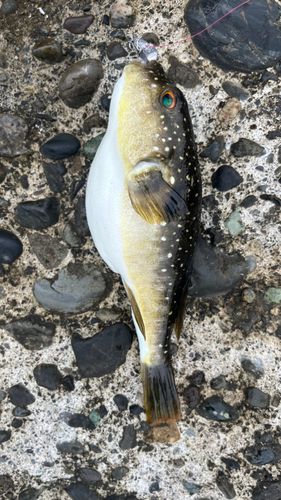 クサフグの釣果