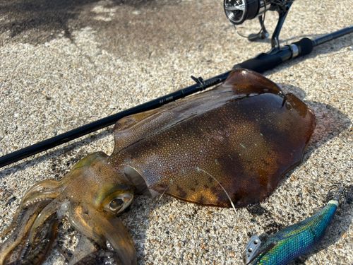 アオリイカの釣果