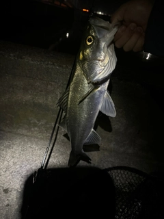 セイゴ(マルスズキ)の釣果