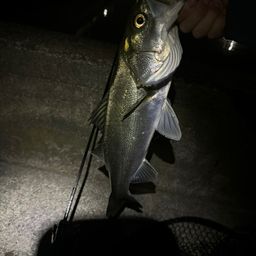 セイゴ(マルスズキ)