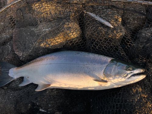 サクラマスの釣果