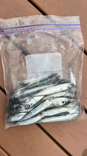 マサバの釣果