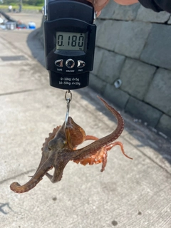 タコの釣果