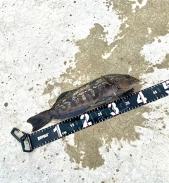 アイナメの釣果