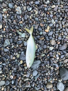 ワカシの釣果
