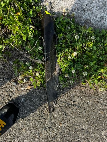 ナマズの釣果