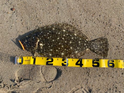 ヒラメの釣果