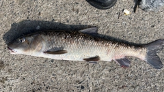 ニゴイの釣果