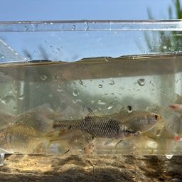タイリクバラタナゴ