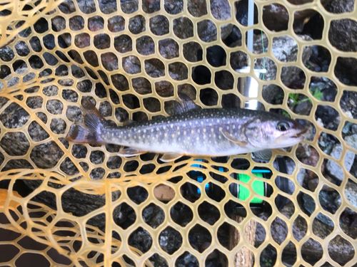 イワナの釣果